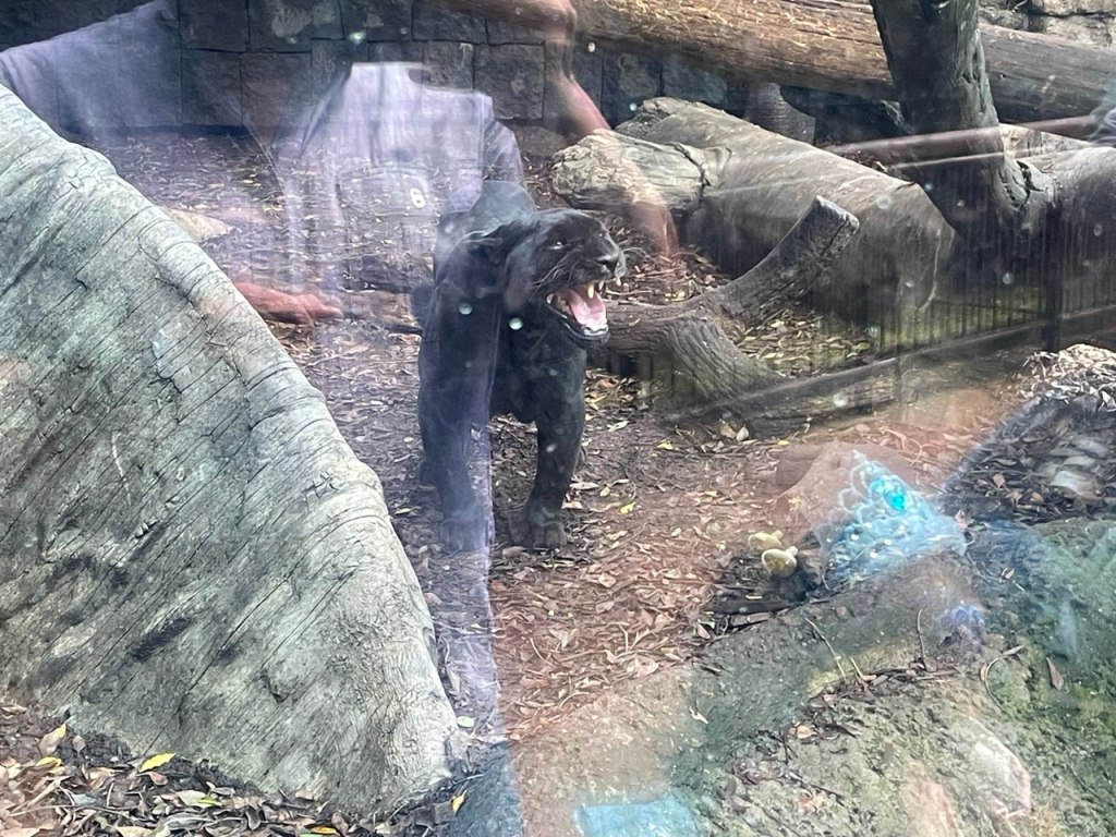 Protegido: Visita al zoológico de Chaputelpec